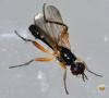 Cordilura albilabris